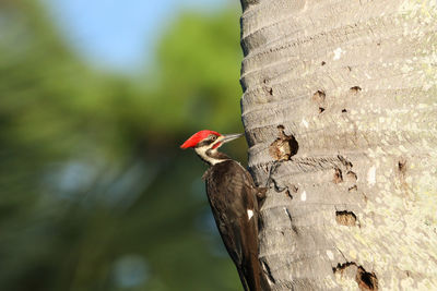 Male pileated woodpecker bird dryocopus pileatus in a pine tree at the corkscrew swamp sanctuary 