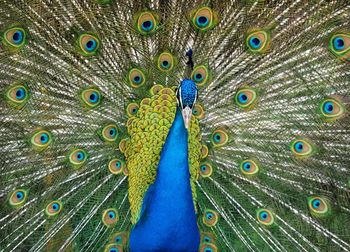 Close-up of peacock