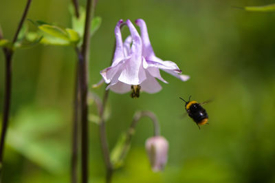 Close-up of bee pollinating on flower