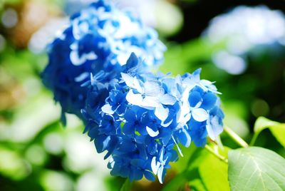 Close-up of blue hydrangea flowers