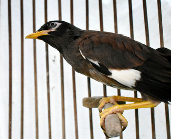 Close-up of bird perching on wood