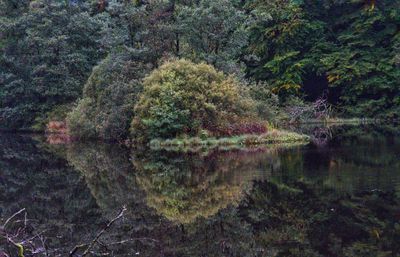 Trees and plants in forest