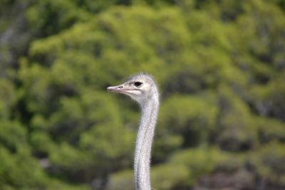 Close-up of bird against blurred background