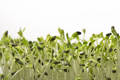 Close-up of plants against white background