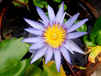 Close-up of purple flower