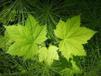 Close-up of fresh green plant