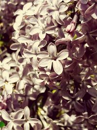 Close-up of flowers blooming on tree