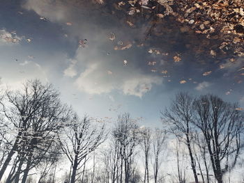 Low angle view of bare trees against sky during winter