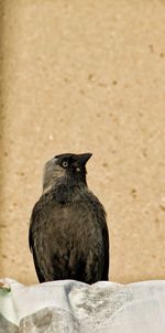 Close-up of black bird perching on wall