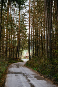 Road amidst trees in forest