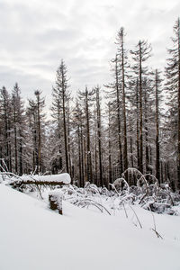 Trees on snow covered field against sky