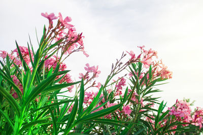 Close-up of pink flowering plant against sky