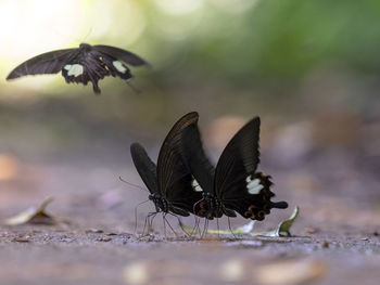 Close-up of butterfly flying