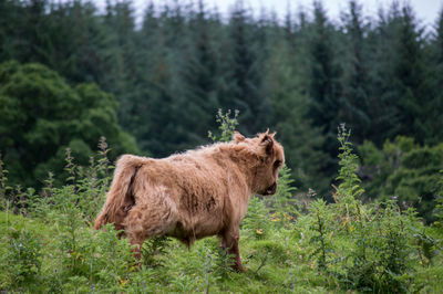Rear view of highland cattle