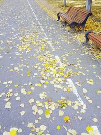 Fallen leaves on ground