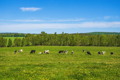 Flock of sheep on grassy field against sky