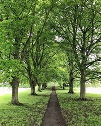 Trees in park