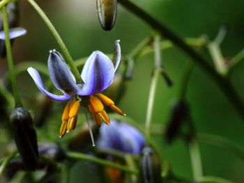 Close-up of purple flowering plant