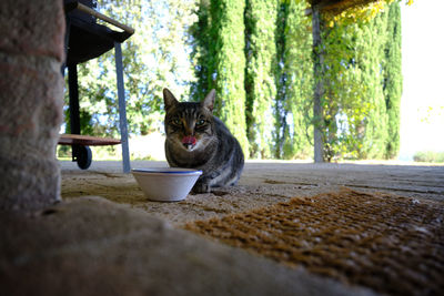 Portrait of a cat sitting outdoors