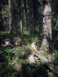 Tree trunks in forest