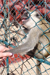 Cropped image of woman holding monkey at zoo
