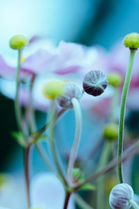 Close-up of pink flowers