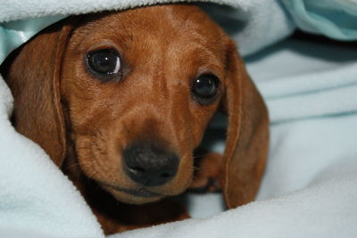 Close-up portrait of a dog