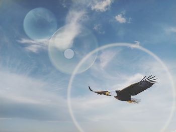 Low angle view of eagle flying in sky