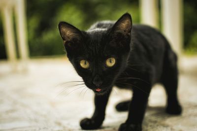 Close-up portrait of cat