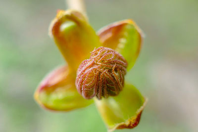 Close-up of flower bud