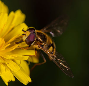 Close-up of bee pollinating on flower