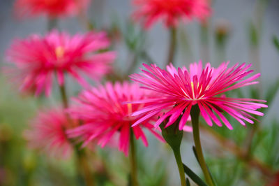 Close-up of pink flowering plants