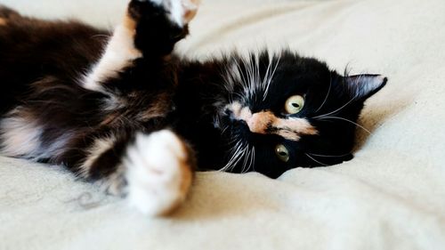 Close-up portrait of cat relaxing on bed at home