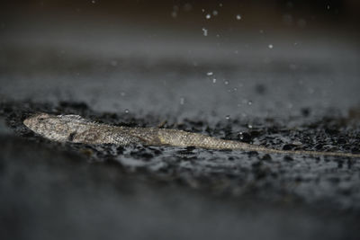 Close-up of dry leaf on land