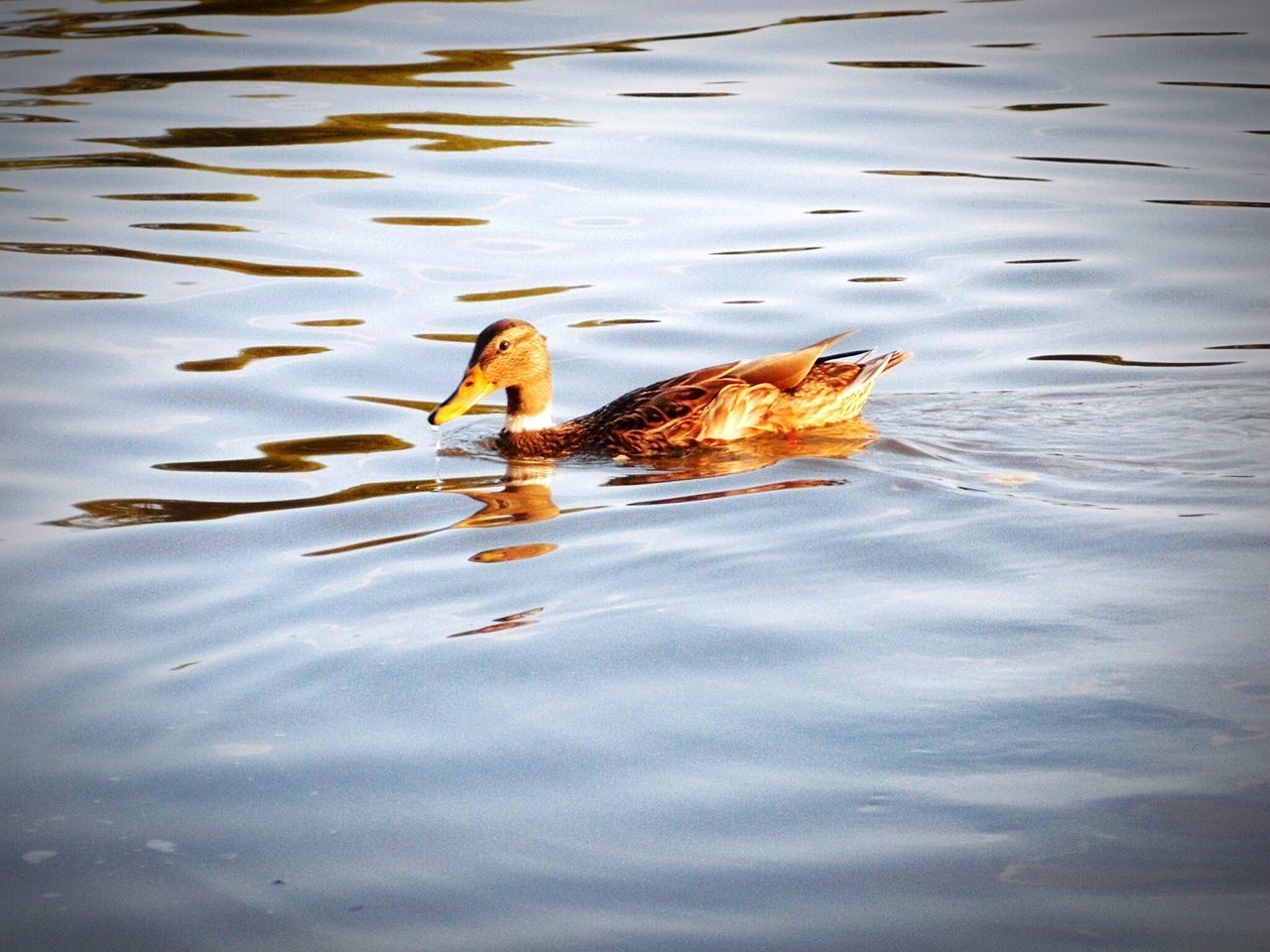 animal themes, water, bird, reflection, animals in the wild, wildlife, high angle view, lake, duck, waterfront, nature, pond, swimming, one animal, rippled, outdoors, sunlight, no people, sunset, puddle