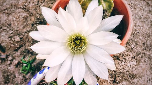 Close-up of white flower blooming outdoors