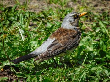 Close-up of bird perching on leaf