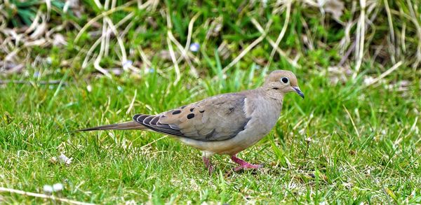 Close-up of bird perching on grass