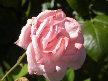 Close-up of pink rose blooming outdoors