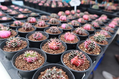 High angle view of potted plants for sale at market
