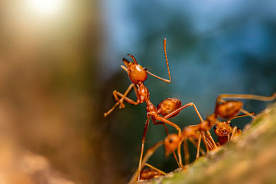 Fire ant on branch in nature ,selection focus only on some points in the image.