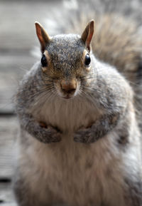 Squirrel on its hind legs looking for a hand out