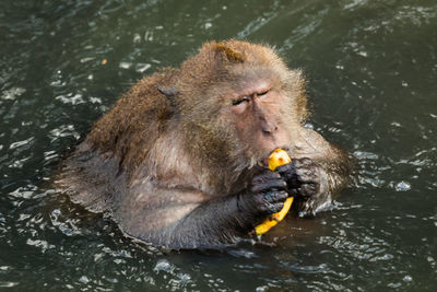 High angle view of long-tailed macaque eating banana in lake at zoo