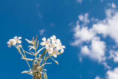 Low angle view of white flowering plant against blue sky