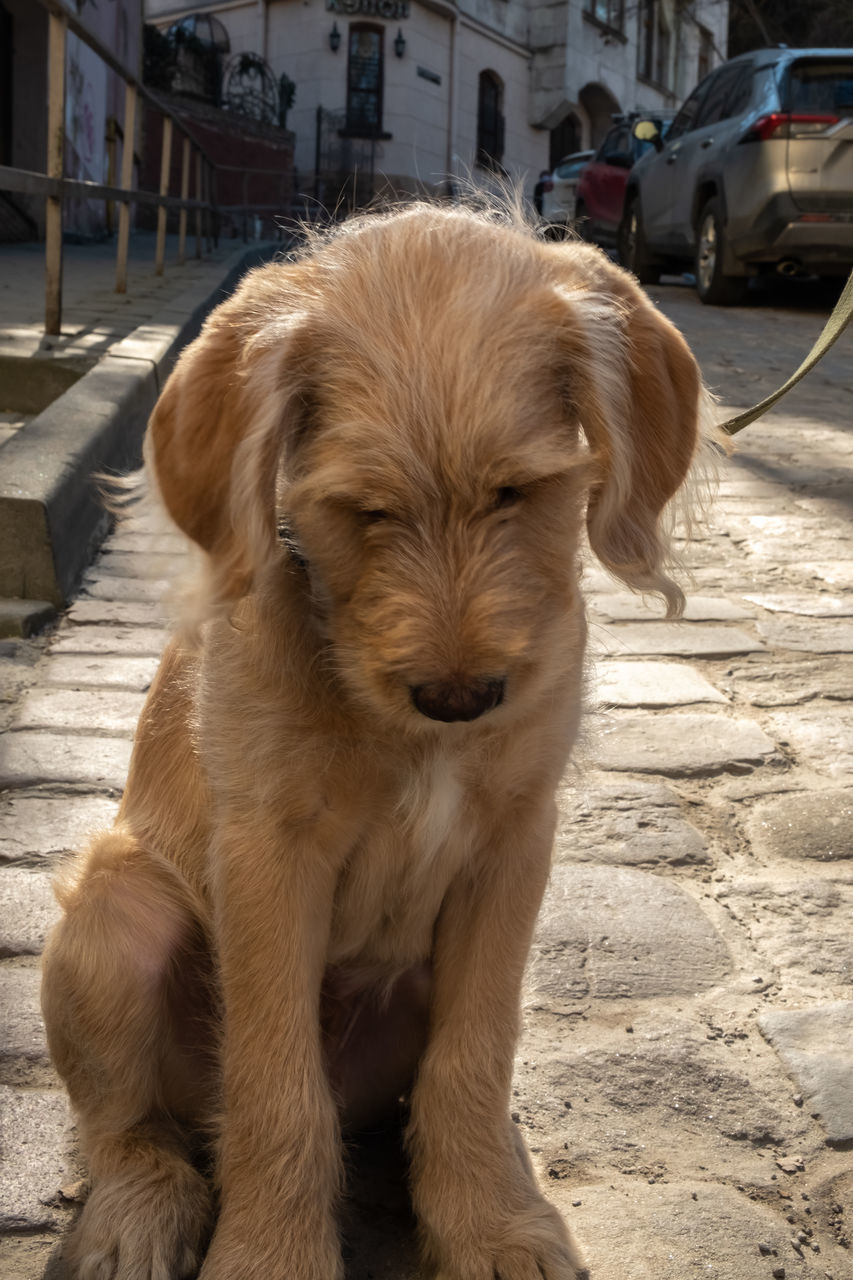 pet, mammal, animal themes, dog, one animal, animal, domestic animals, canine, architecture, puppy, portrait, carnivore, built structure, no people, norfolk terrier, building exterior, city, young animal, cute, looking at camera, sunlight, day