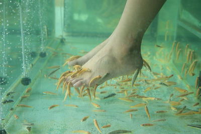 Low section of woman during fish pedicure