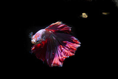 Close-up of fish swimming in sea