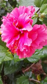 Close-up of pink flower