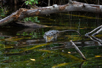 Driftwood in a forest