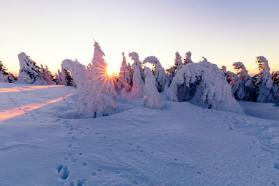 Snow covered trees and field against sky during sunset